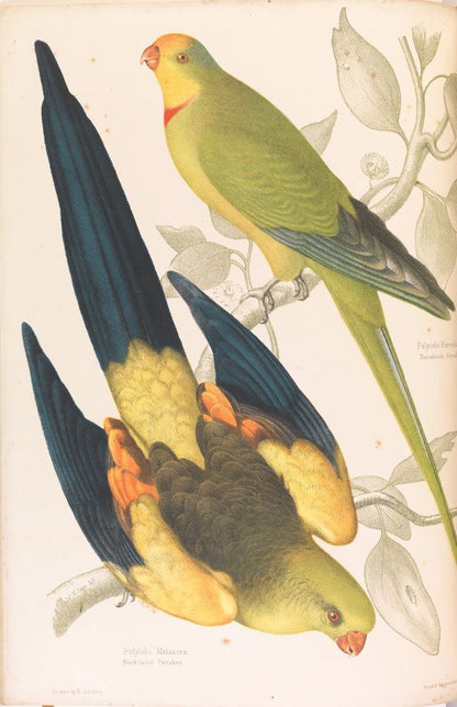 Black tailed Parrakeet, Polytelis melanura and Green Leek Parakeet, Polytelis barranandi - by James Whitley Sayer