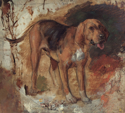 Study of a bloodhound - by William Holman Hunt