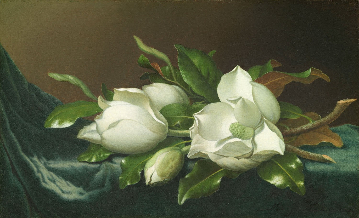 Magnolias on Light Blue Velvet Cloth by Martin Johnson Heade