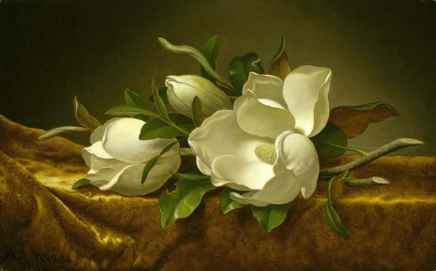 Magnolias on Gold Velvet Cloth by Martin Johnson Heade