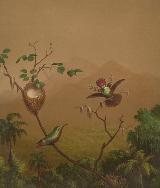 Brazilian Hummingbirds IV by Martin Johnson Heade