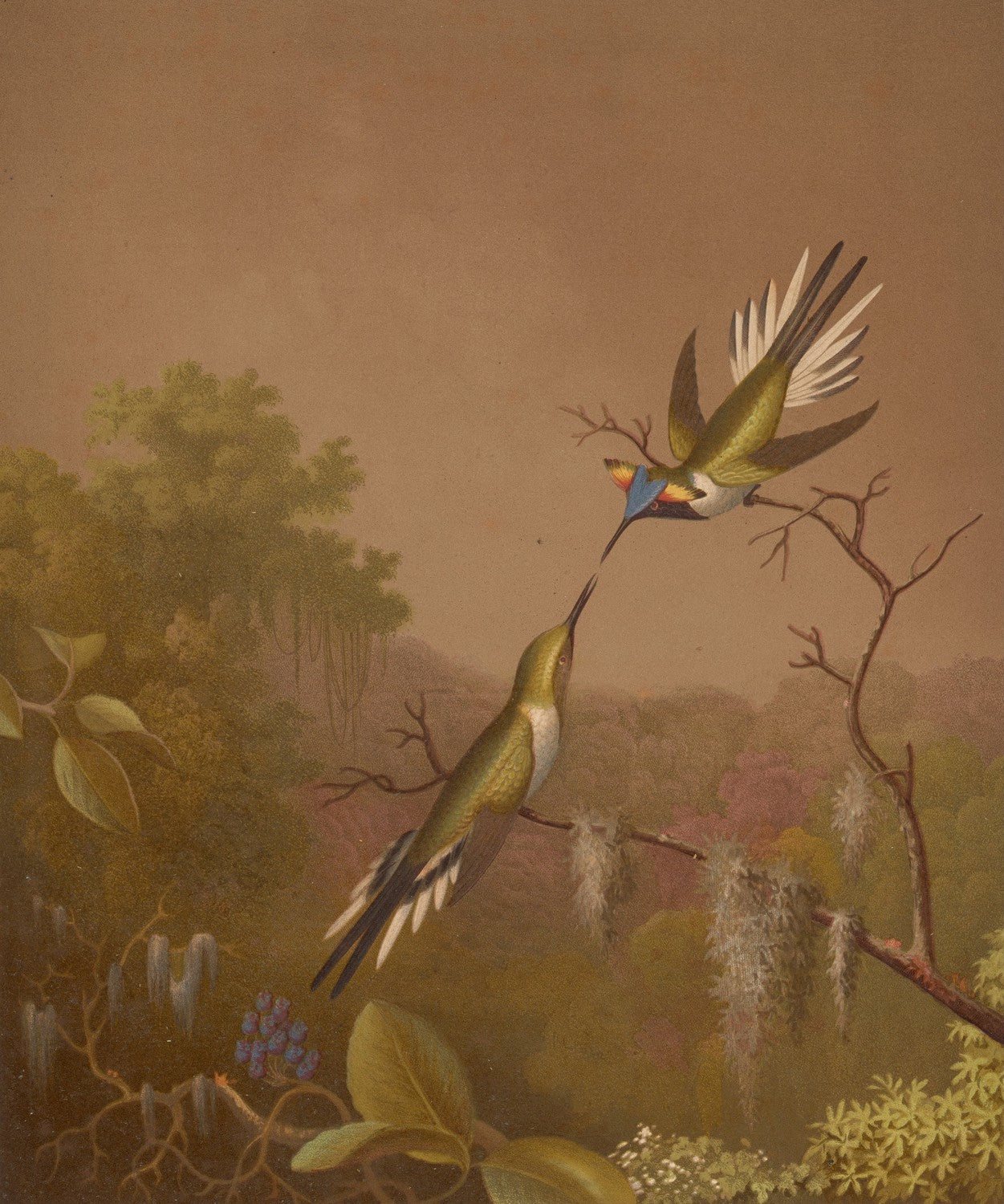 Brazilian Hummingbirds II by Martin Johnson Heade