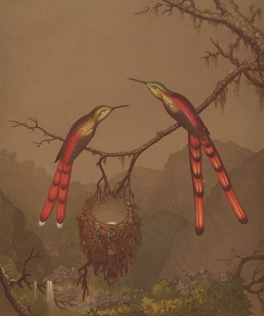 Brazilian Hummingbirds I by Martin Johnson Heade