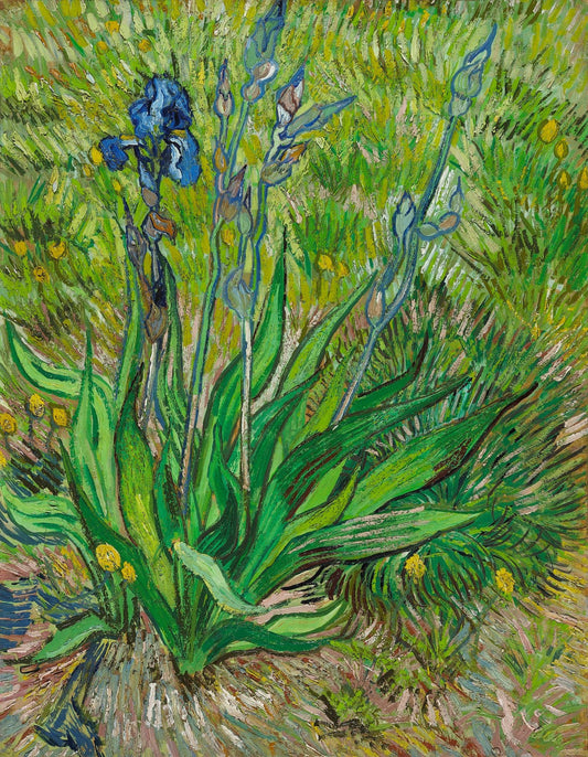 Iris by Vincent van Gogh