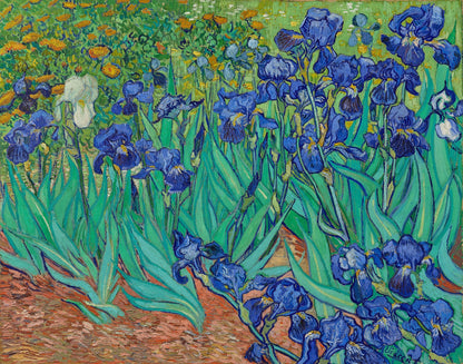 Irises by Vincent van Gogh