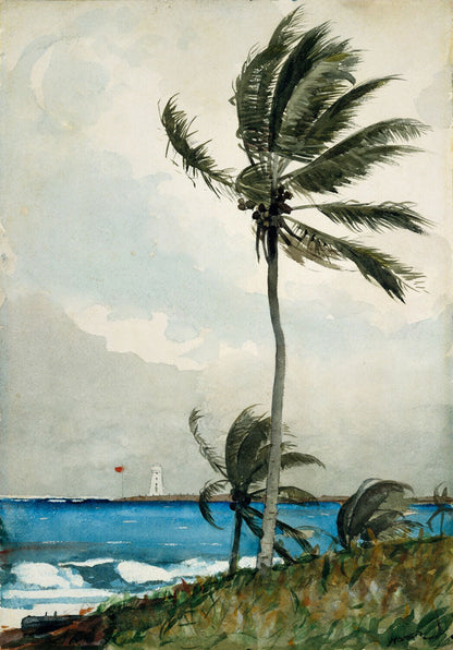 Palm Tree, Nassau