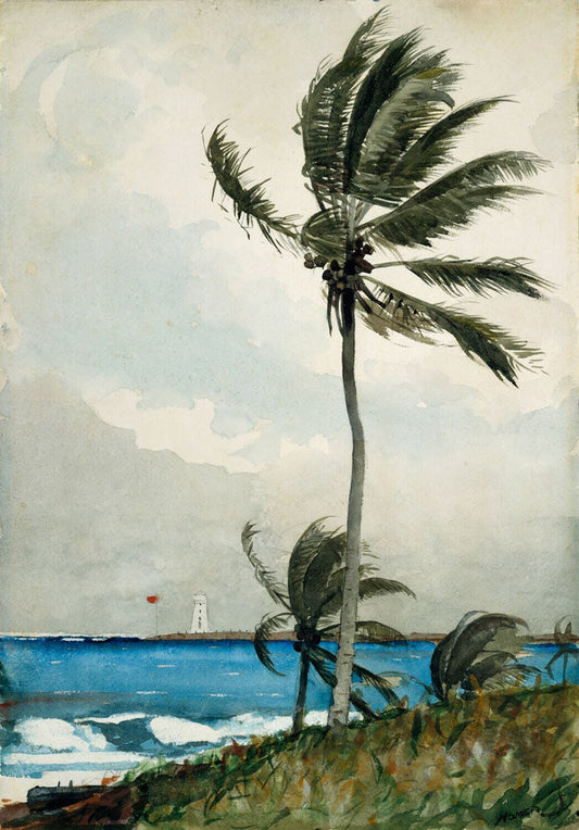 Palm Tree, Nassau