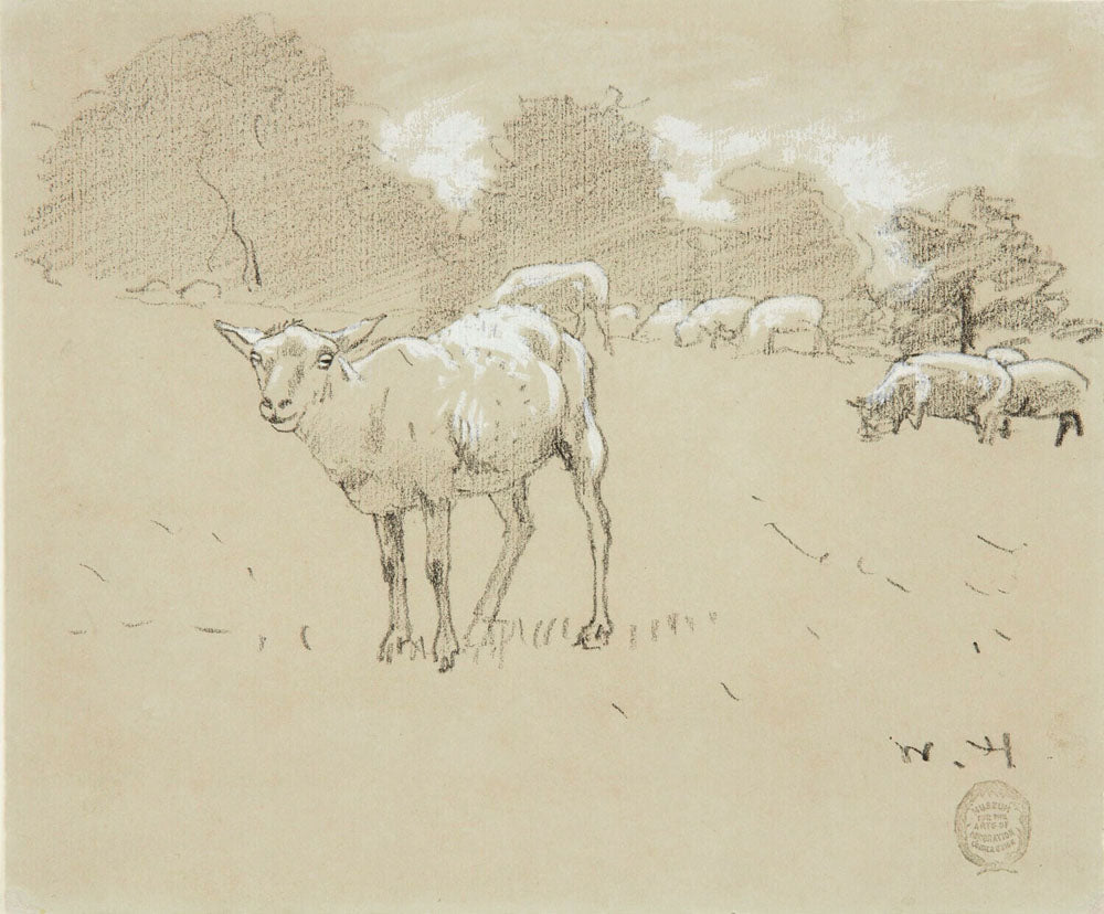 Sheep Grazing in a Field