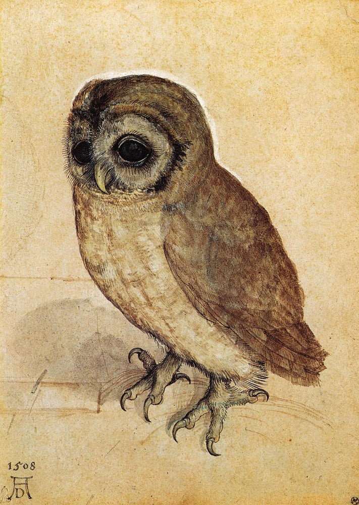 The Little Owl - by Albrecht Durer