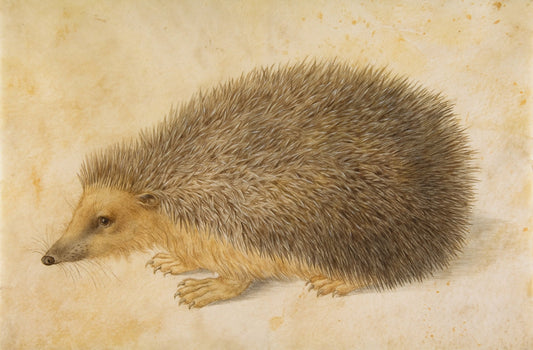 Hedgehog - by Hans Hoffmann